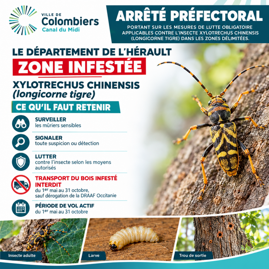 Longicorne
