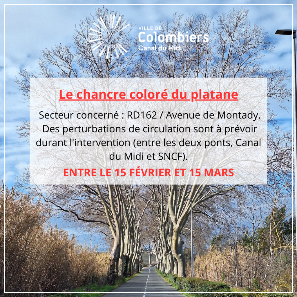 chancre coloré du platane